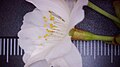 P020 揖斐の二度桜 Ibinonidozakura 拡大した花の写真