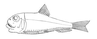 <span class="mw-page-title-main">Phosichthyidae</span> Family of fishes