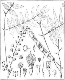 Acacia elata, illustration Iconography of Australian species of Acacia and cognate genera (1887) (20785677601).jpg