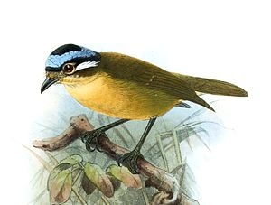 Flauta de gorra azul, dibujo de John Gerrard Keulemans.