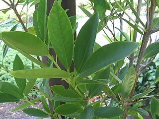 <i>Illicium verum</i> Star anise, a medium-sized evergreen tree native to northeast Vietnam and southeast China