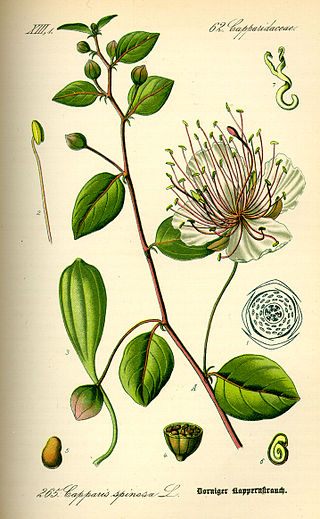 <span class="mw-page-title-main">Caper</span> Species of plant (Capparis spinosa)