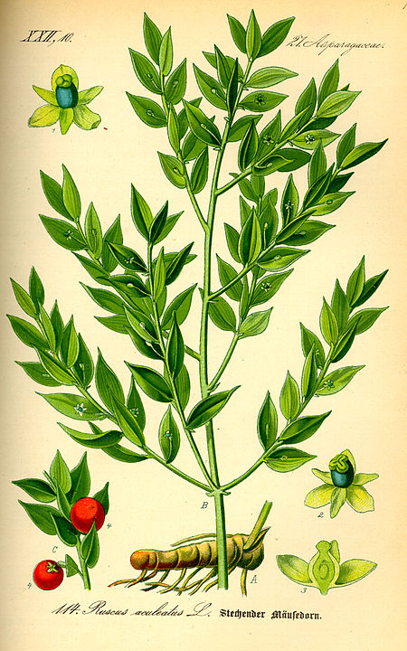 Ruscus_aculeatus