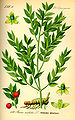 Minh họa thực vật của Ruscus aculeatus cho thấy các cành hình lá giống như lá
