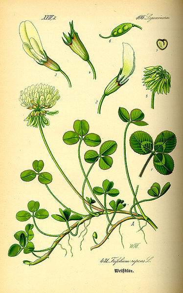 File:Illustration Trifolium repens0.jpg