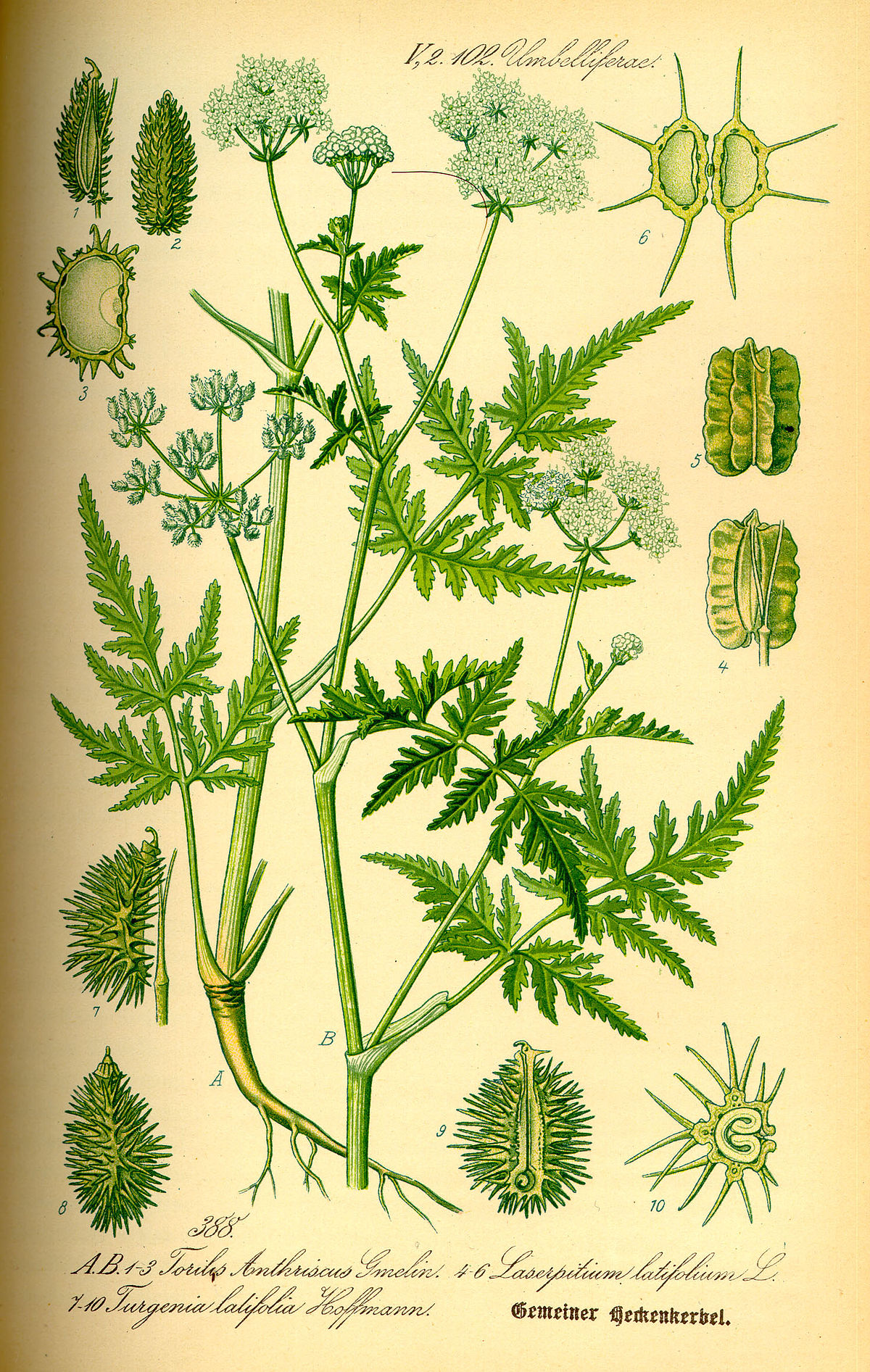 Turgenia latifolia - Wikispecies diagram of a range 