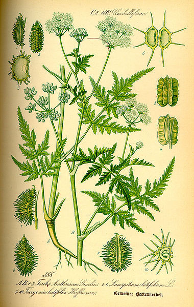 File:Illustration Turgenia latifolia0.jpg