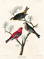 Thumbnail for File:Illustration from Birds of America (1827) by John James Audubon, digitally enhanced by rawpixel-com 362.jpg