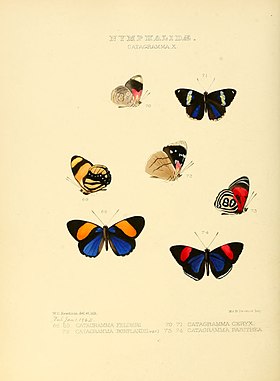 C. kolyma, subespécie pasithea, é o par da ilustração, abaixo e à direita (em vista lateral e superior), nesta gravura do ano de 1855.[1]