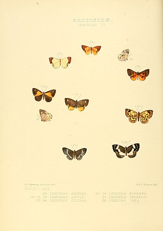 <i>Adelotypa</i> Genus of butterflies