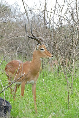 Impala