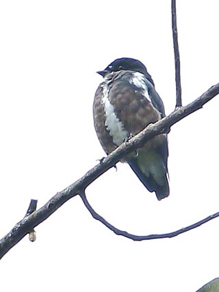 <span class="mw-page-title-main">Dusky purpletuft</span> Species of bird