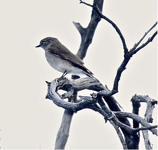 Jacky winter species of bird