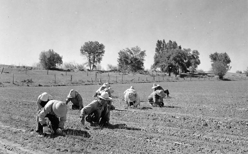 File:Japanese American workers planting onions (5858443900).jpg