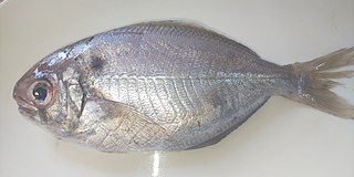 <i>Psenopsis</i> Genus of fishes