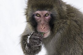 Japanese macaque also called snow monkey 04.jpg