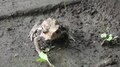 File:Japanese toad (Bufo japonicus).webm
