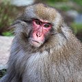 Japanmakak (Macaca fuscata) im Jigokudani Yaen Kōen