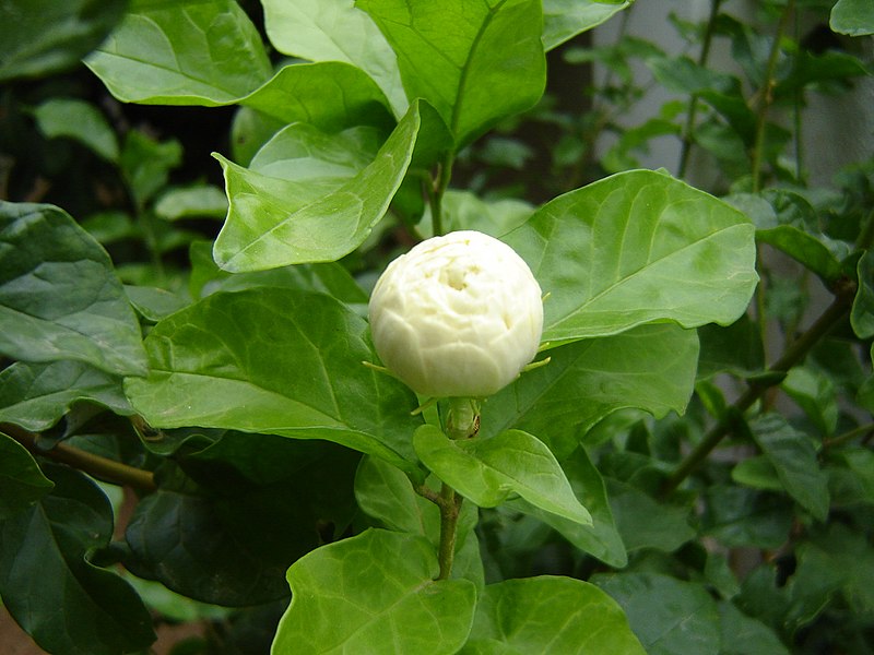 File:Jasmine Bud in Chennai during Spring.JPG