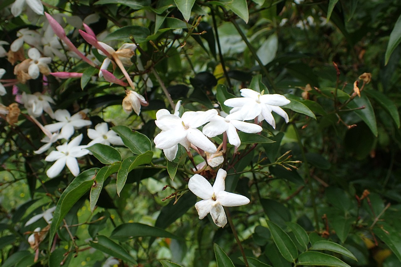 Jasmim dos Poetas Saiba Tudo Sobre Essa Planta - Guia das Suculentas