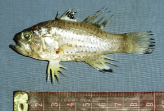 <i>Jaydia</i> Genus of fishes