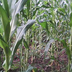 Maize plantation in Masaka Jolly images1.jpg