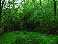 The Judge's Hill near Galston, just visible through the woods. Judge's Hill woods.JPG