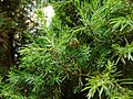 Juniperus communis Xenebreiro
