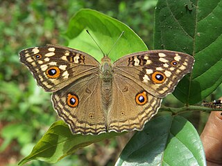 <i>Junonia lemonias</i> Species of butterfly