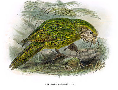 Illustration of a Kakapo