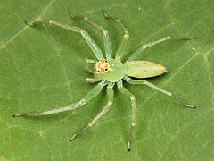 Kaldari Lyssomanes viridis female 01.jpg