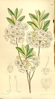 <i>Kalmia cuneata</i> Species of flowering plant