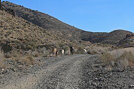 Cattle on a mining road in southern California.