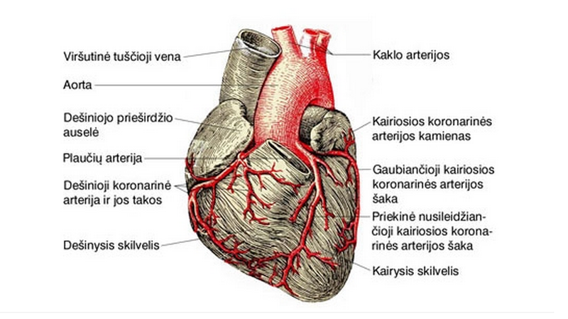 File:Koronrines.png