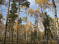 Birch with Pine in the Krausnicker Berge in Brandenburg, Germany