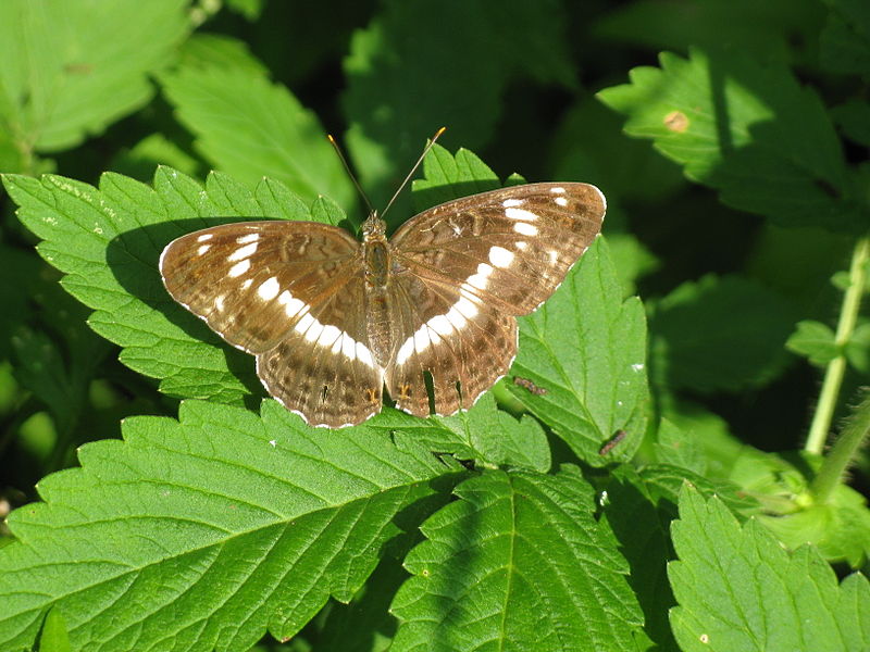 File:Ladoga camilla japonica.jpg