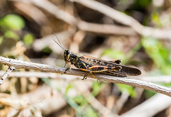 Large Painted Locust (Schistocerca melanocera), Punta Pitt, San Cristobal Island, Galapagos Islands, Ecuador.