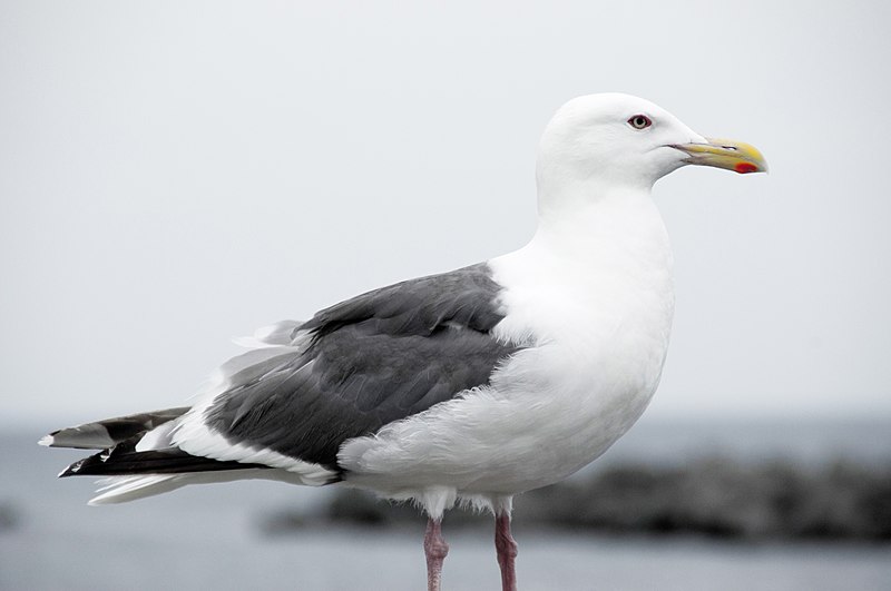 File:Larus schistisagus, Rebun Island, Hokkaido.jpg