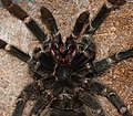 * Nomination Brazilian salmon pink tarantula -- George Chernilevsky 20:48, 15 March 2016 (UTC) * Promotion Good quality. From my city:"Taranto" :) --Livioandronico2013 21:44, 15 March 2016 (UTC)