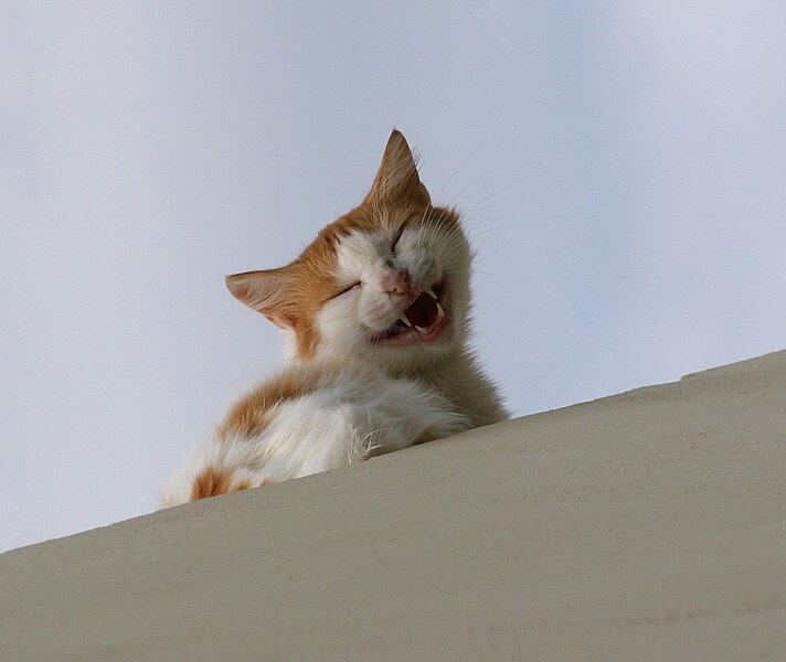 File:LaughingRoofCatGreece.jpg