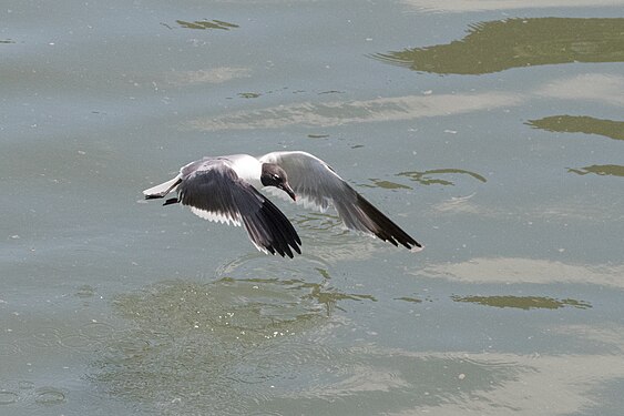 Laughing gull at the Gowanus Canal