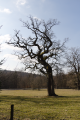English: Pastures with old Oaks, between Blitzenrod and Frischborn Eisenbach, Lauterbach, Hesse, Germany