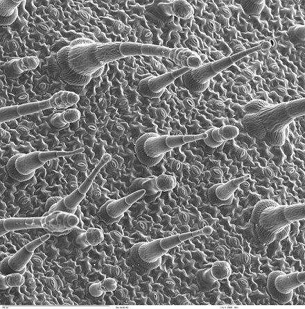 Leaf surface viewed by a scanning electron microscope.