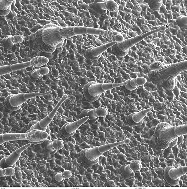 Лист табака крылатого (Nicotiana alata) под электронным микроскопом ZEISS962 SEM. Видны трихомы и устьица