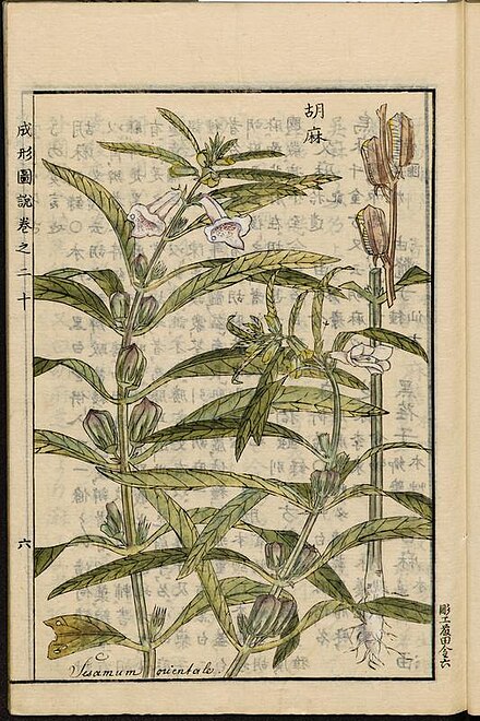 Sesame Eleusine coracana (L.) Gaertn. from the Seikei Zusetsu agriculture encyclopedia