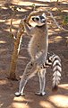 Berenty Natural Reserve, Madagascar