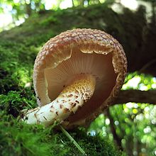 "Lentinula aciculospora" ditemukan di Poas Volcano National Park