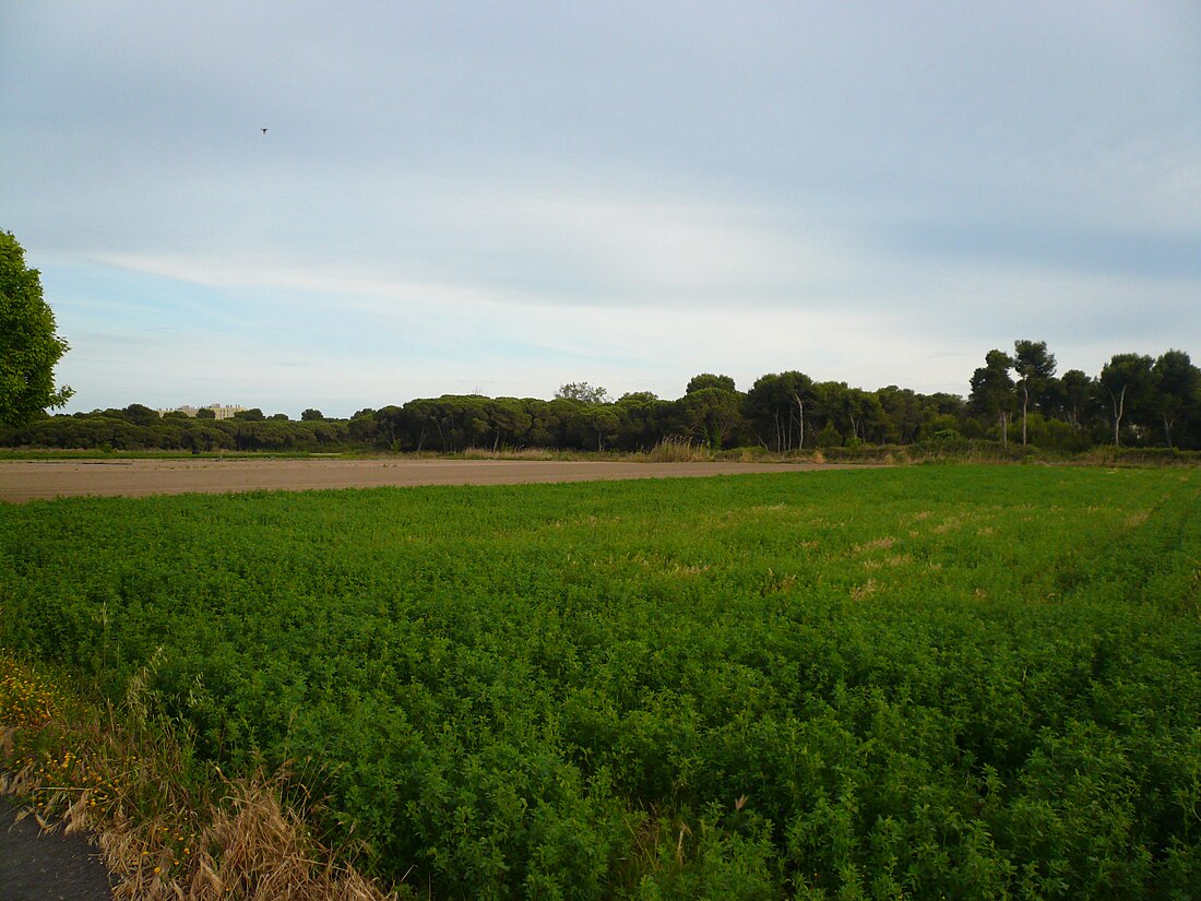 Jonqueres de la rerapineda de Gavà