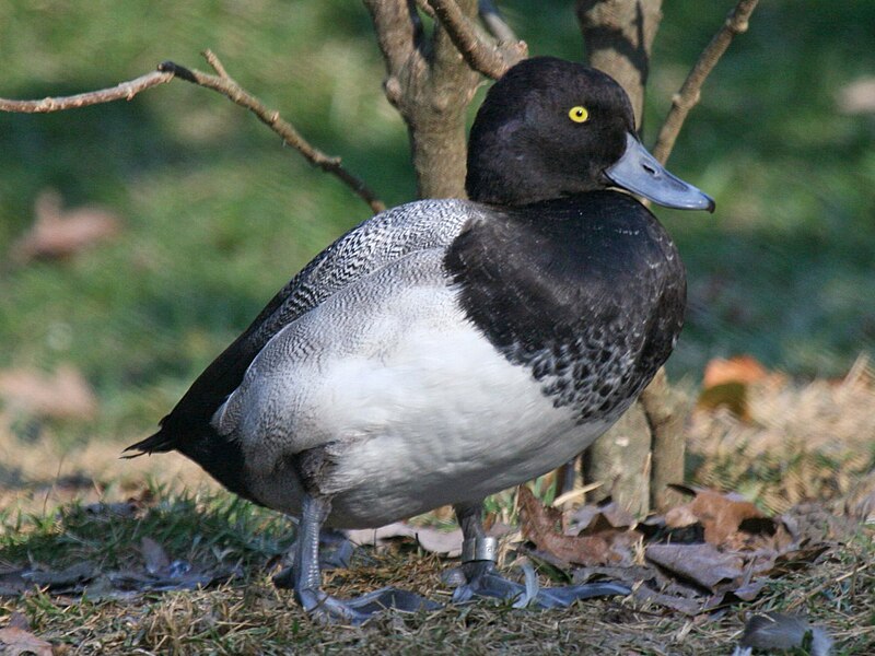 File:Lesser Scaup male RWD7b.jpg