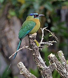 Lessons motmot species of bird